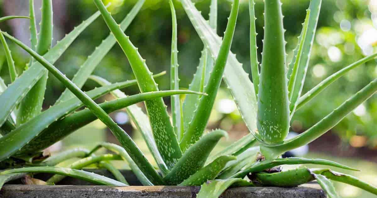 forever aloe vera gel wirkung Forever Aloe Peaches  AloeVita24