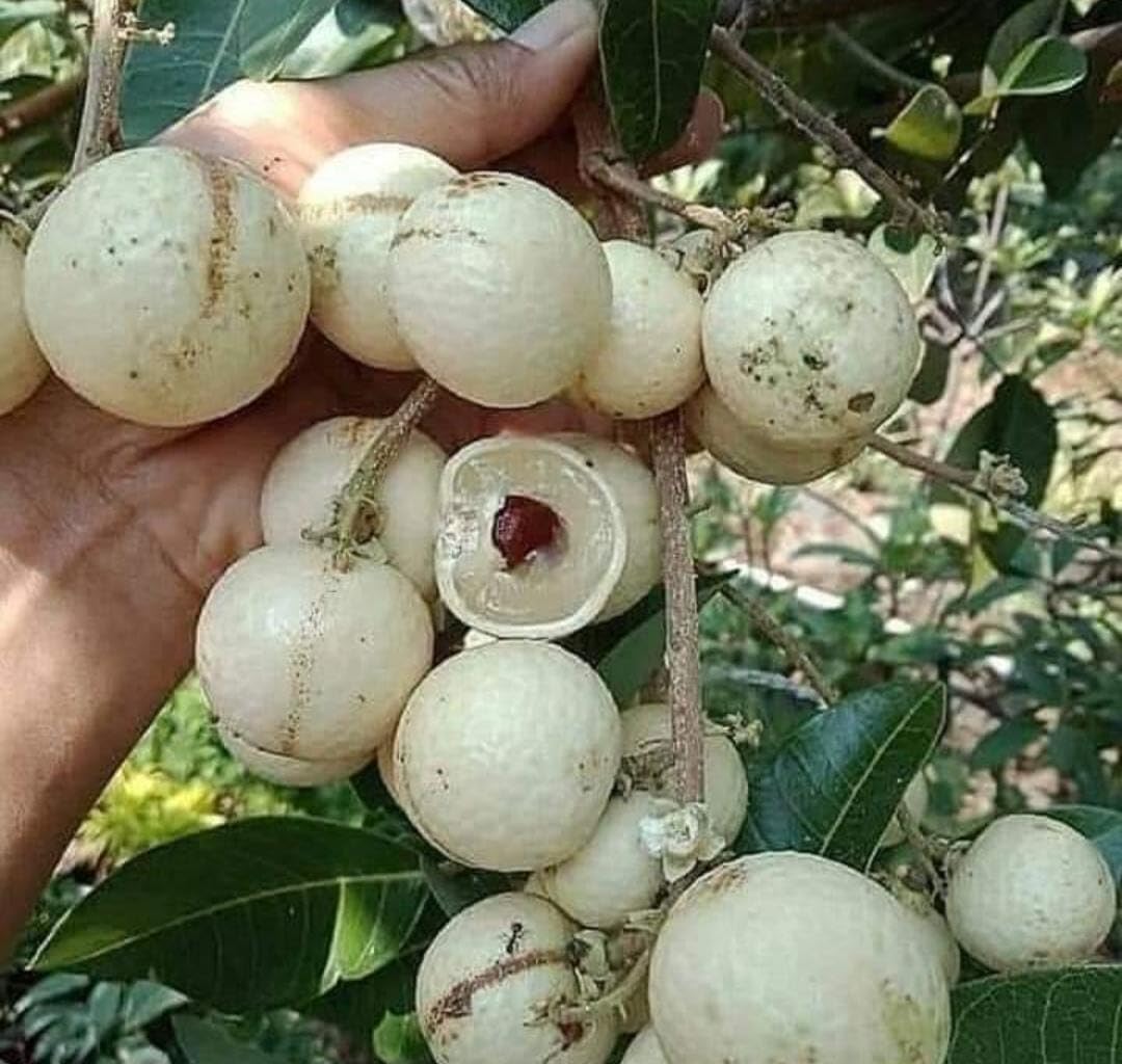GreenEarth Original Thai All Time Variety Snow White Dragon Eye Longan Fruit Plant (Grafted) Live Plants & Tree(Plant Height 1ft - 2ft) (B0D3J6XR4H) Amazon Price History, Amazon Price Tracker