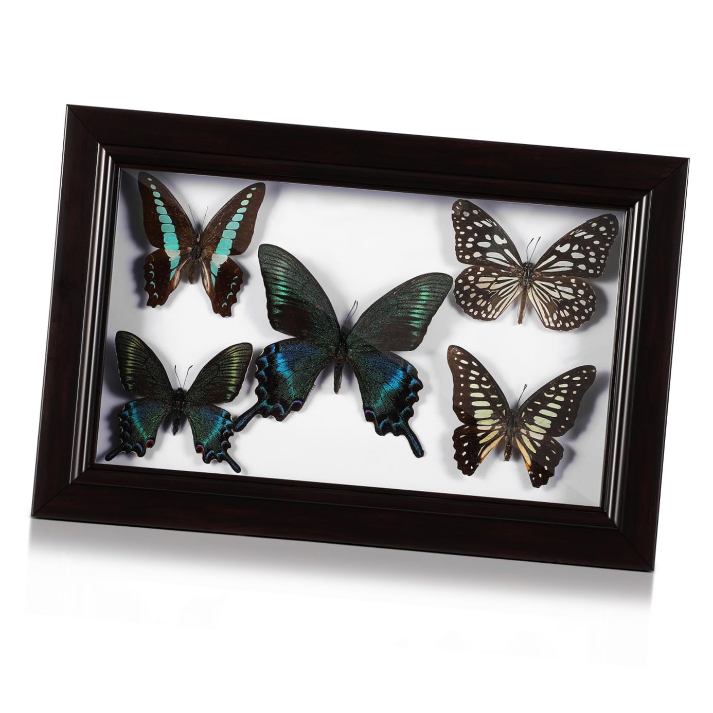 ERINGOGO Marco de Madera para Especímenes de Mariposas Decoración de Pared con Arte Mural de Mariposas Adorno Colgante para Sala de Estar Marco para Exhibir Especímenes Artesanía