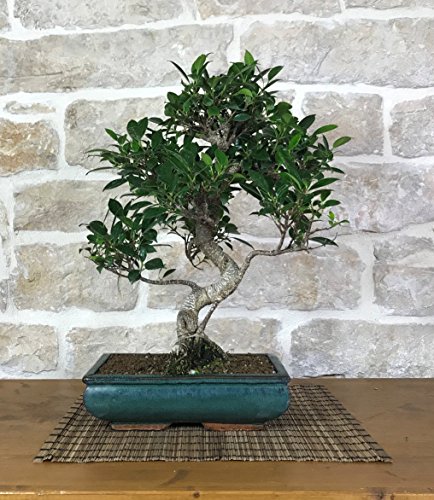 Bonsai Ficus Retusa (48)