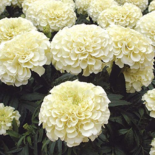 Creative Farmer Flower Seeds African Marigold F1 Hybrid White Vanilla Flower Seeds Greenary For Home 20 Seeds Kitchen Garden Seeds Pack (B078R1DH9F) Amazon Price History, Amazon Price Tracker