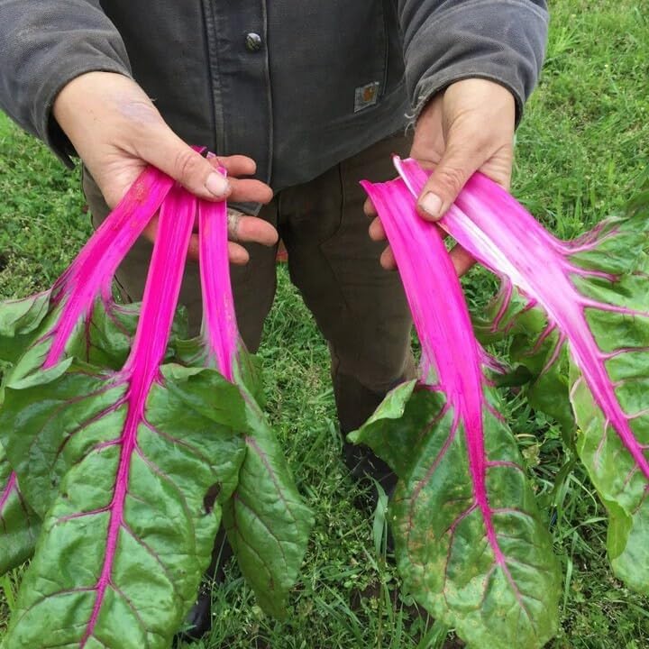 Miniatura 4 de Lápiz labial rosa Acelga Suiza Espinaca Remolacha Col Col Colards Passion Flamingo Garden Semillas vegetales resistentes al frío para la temporada