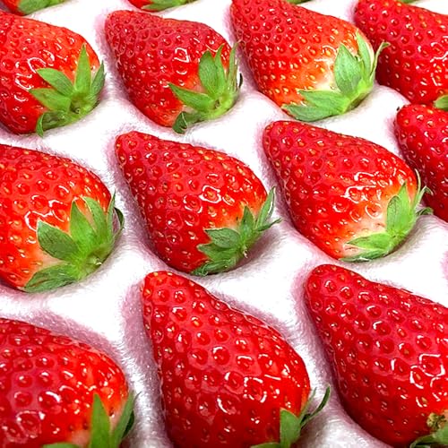 ÉY igق ܂ ҍjy2L`MTCY (20`30) 250g×8g[z~  C`S ʕ t[c Mtg Xgx[ Ɩp P[L ỷʕ gz