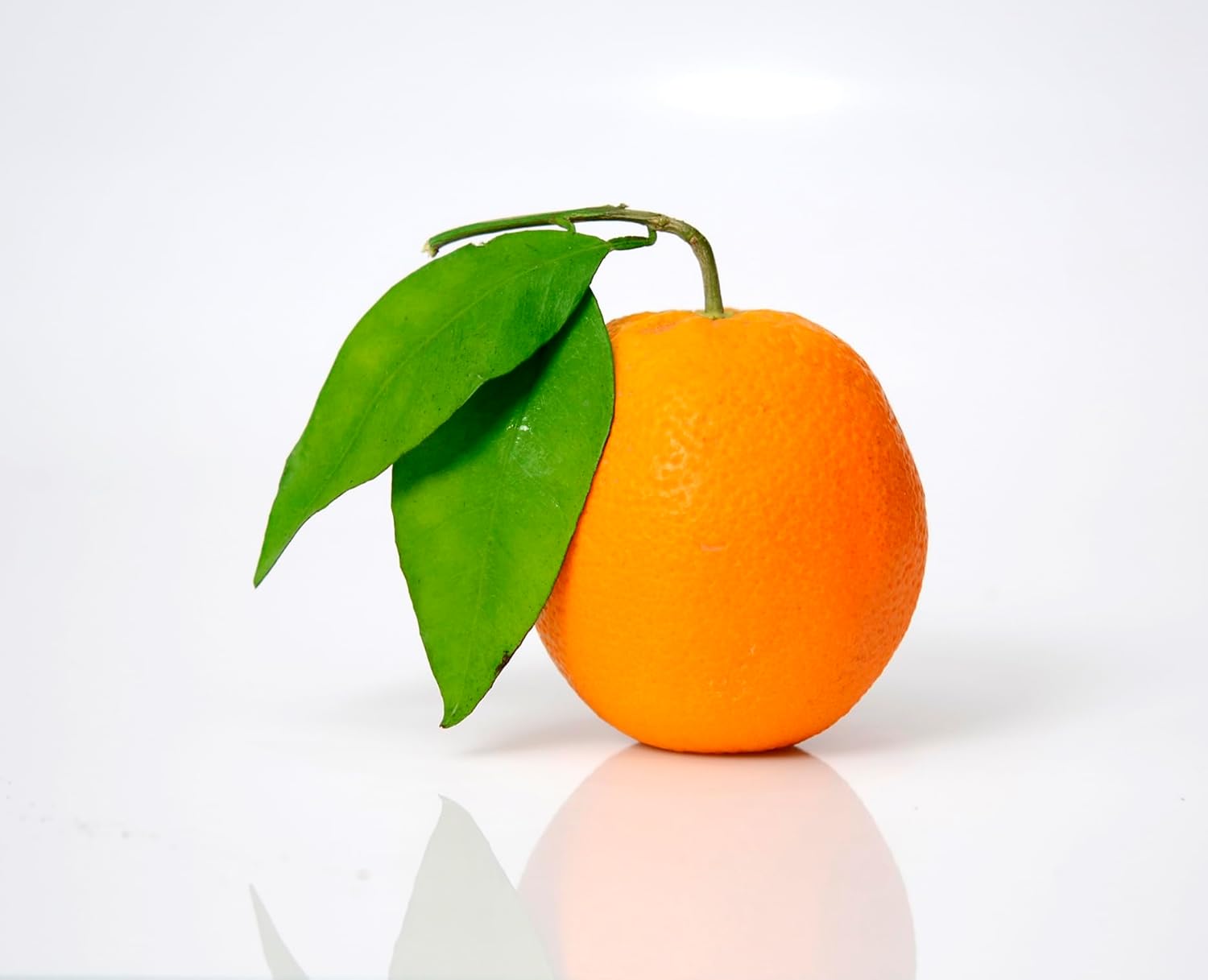 Valencia Orange Tree Starter Plant. Citrus sinensis. 3" - 5"