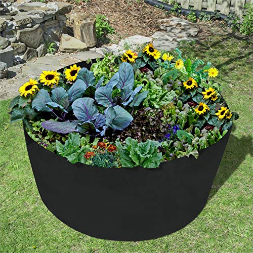 Consejos y comparativas para Comprar Pata de elefante planta para comprar hoy. 10 Consejos y comparativas para Comprar Pata de elefante planta para comprar hoy. 10