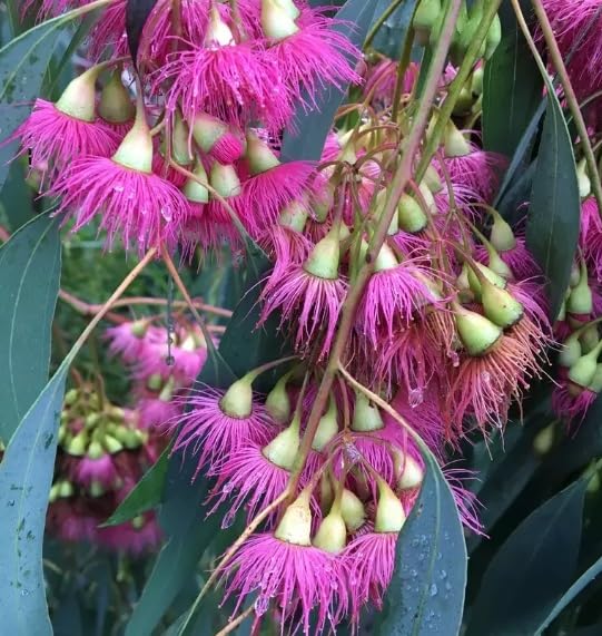 30 Red Ironbark Tree Seeds for Planting - Eucalyptus Sideroxylon