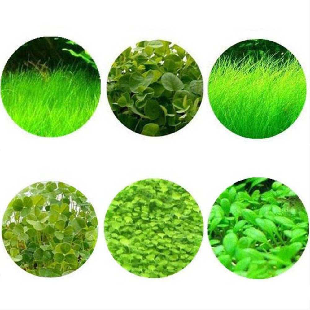 Haloppe 600Pcs Acqua Erba Fiori Piante Semi per la casa Giardino Piantare, Acquatici Acqua Erba Semi di piante Serbatoio di pesce Acquario Paesaggio Decorazione Semi di erba acquatica