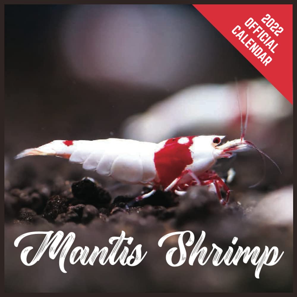 Buy 2022 Mantis Shrimp Mantis Shrimp Official 2022 Monthly Planner, Square with 19 Exclusive