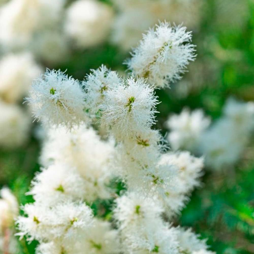 Pack 10 Jabón Natural Árbol de Té - Elimina el exceso de grasa y reduce el acné - Piel grasa - Higiene íntima, evita los hongos