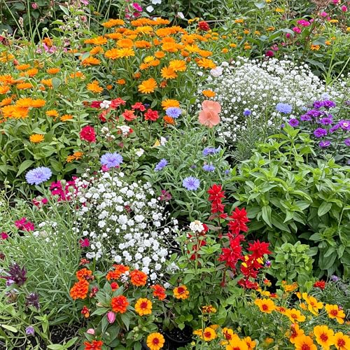Image of Ferry-Morse Hot & Dry Bulk Wildflower Seeds, 330,000+, 1 lb