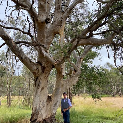 Ring Trees Episode 2