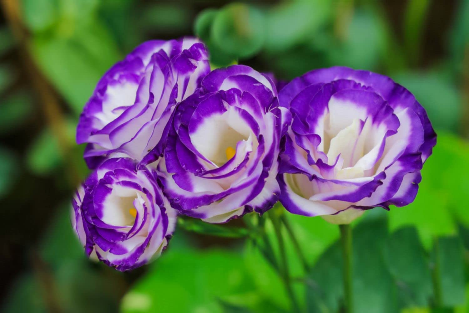 100+ Seeds- All Seasons Eustoma Lisianthus Flower Seeds For Home Garden- Easy To Grow and Care (B0CHWMQB89) Amazon Price History, Amazon Price Tracker
