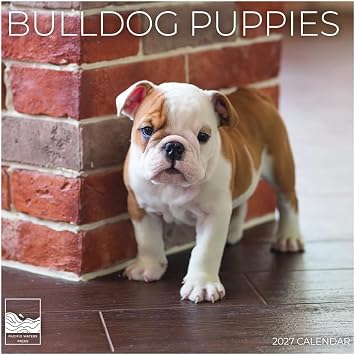 2027 Puppy Bulldog Wall Calendar, 12 x 24 Pacific Waters Press