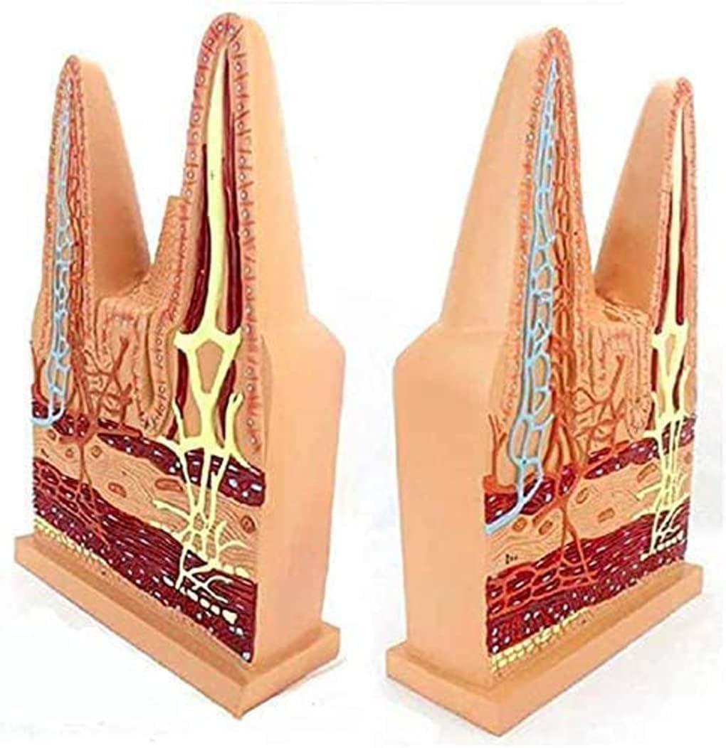 DKULMN Human Three Dimensional Model of Intestinal Villus,Extended Model of The Anatomy of The Villi of The Small Intestine,Teaching Model