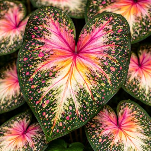 Solar Nebula Caladium Bulbs Star Speckled Heart-Shaped Foliage Shade Loving Caladium for Gardens Containers and Landscapin (6 Bulbs)