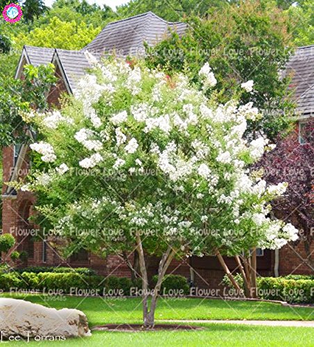 Lagerstroemia Summer Charm Tonto - Mirto Crespo - Foto 5