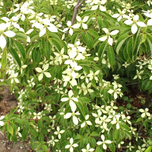 Amazon.co.jp: 庭木：常緑ヤマボウシ* ホンコンエンシス 月光 樹高