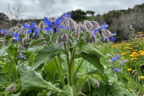 All Good Things Organic Borage Seeds - Pack of 50, Heirloom Seeds for Planting Herbs - Gardening Supplies, Herb Garden, Wildflower, Flower Seeds to Plant Outside - Non-GMO, from USA - Image 5