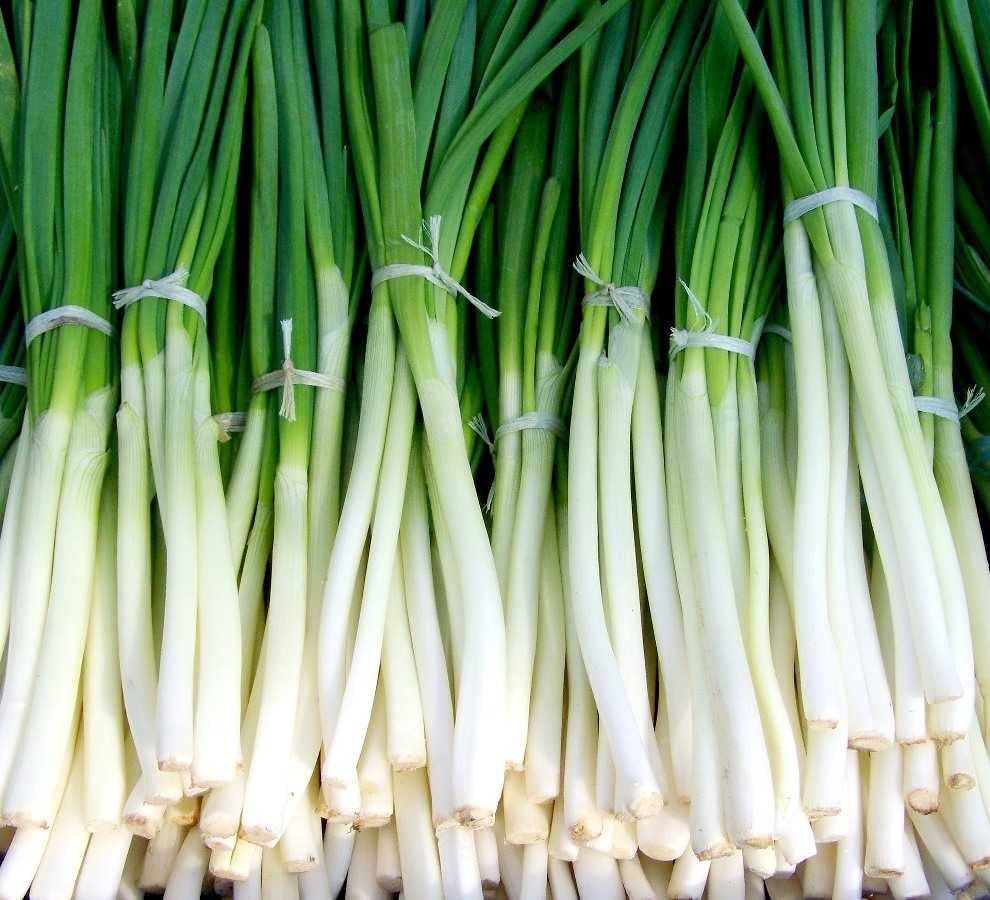 Image of Vinayak Seeds Nisargaa Green Spring Onion F1 Allium Cepa for Home Kitchen Garden (600)