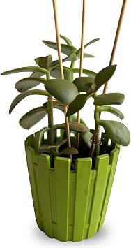 Depolife Bitki Fidan Saksı Destek Kazığı 10 Adet 30cm Bambu Destek Çubuğu Seti