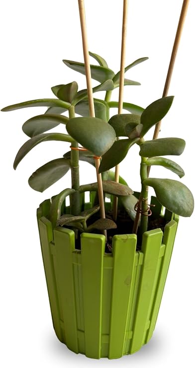 Depolife Bitki Fidan Saksı Destek Kazığı 10 Adet 30cm Bambu Destek Çubuğu Seti