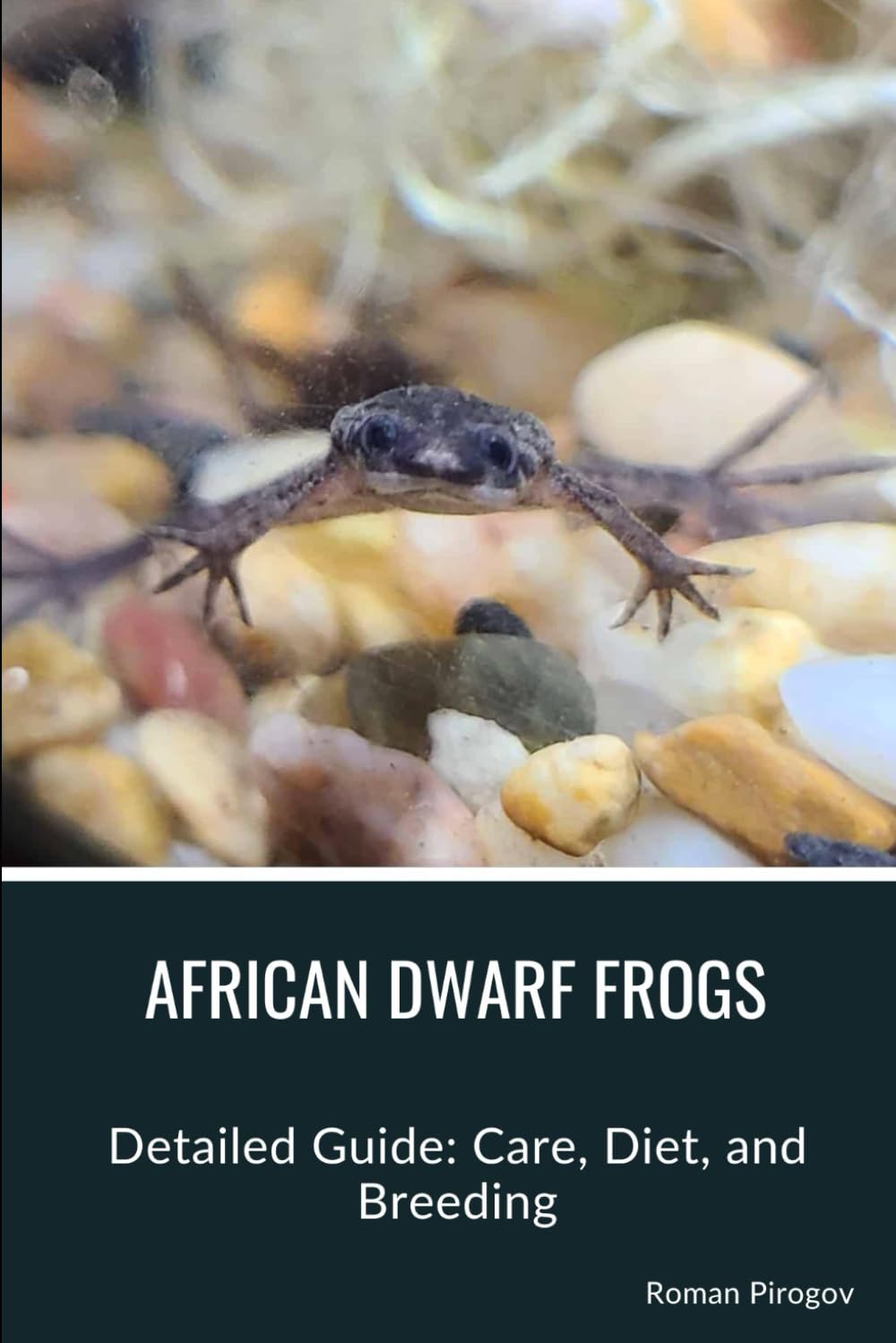 African Dwarf Frogs: Detailed Guide: Care, Diet, and Breeding