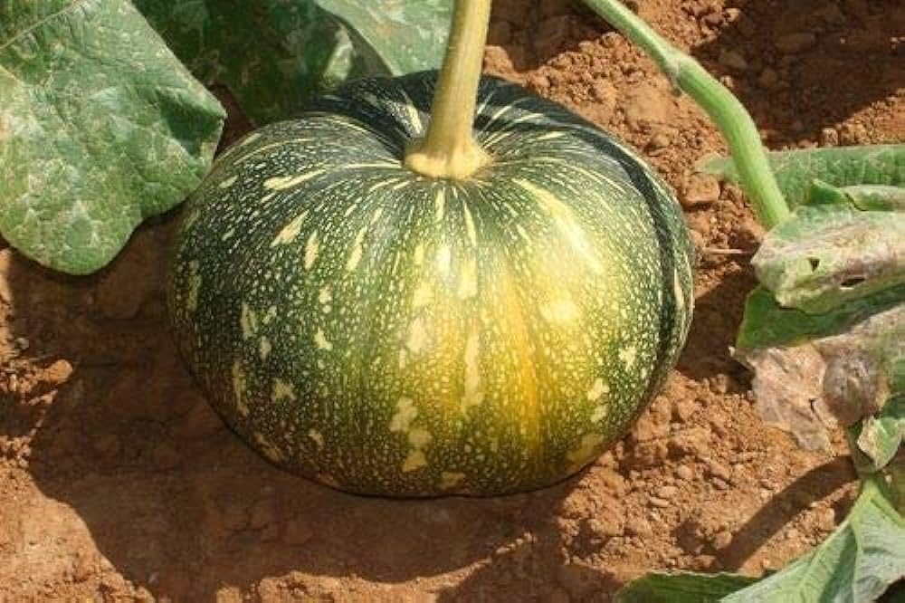 Pumpkin Kaddoo Seeds Pack of 30-image-41