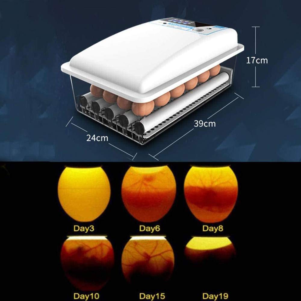 Incubatrice Digitale per Uova, incubatrice Automatica da 6 a 24 Uova con girauova Incorporato e regolatore di Temperatura Intelligente per Uso Domestico, Laboratorio, 24