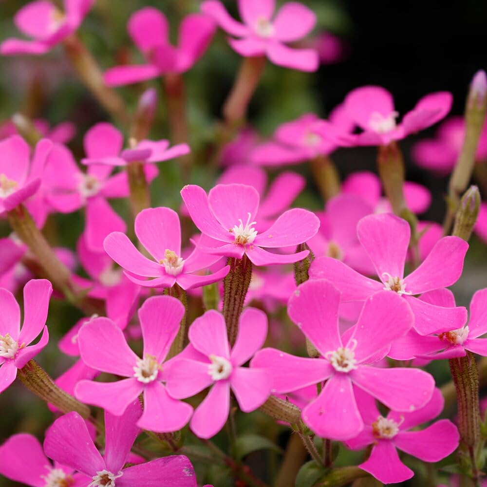 Amazon｜ハッピーガーデン 花苗 シレネ ピンクパンサー 1鉢 3