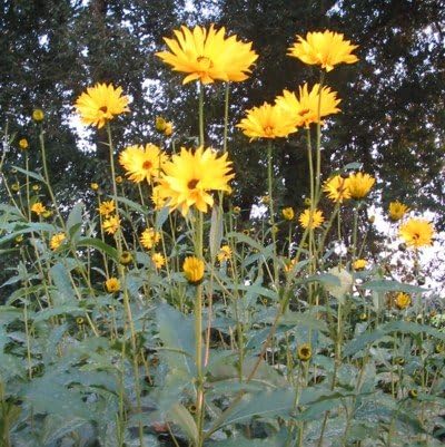 RiesenStaudensonnenblume (Helianthus atrorubens Gigantheus) Tb9