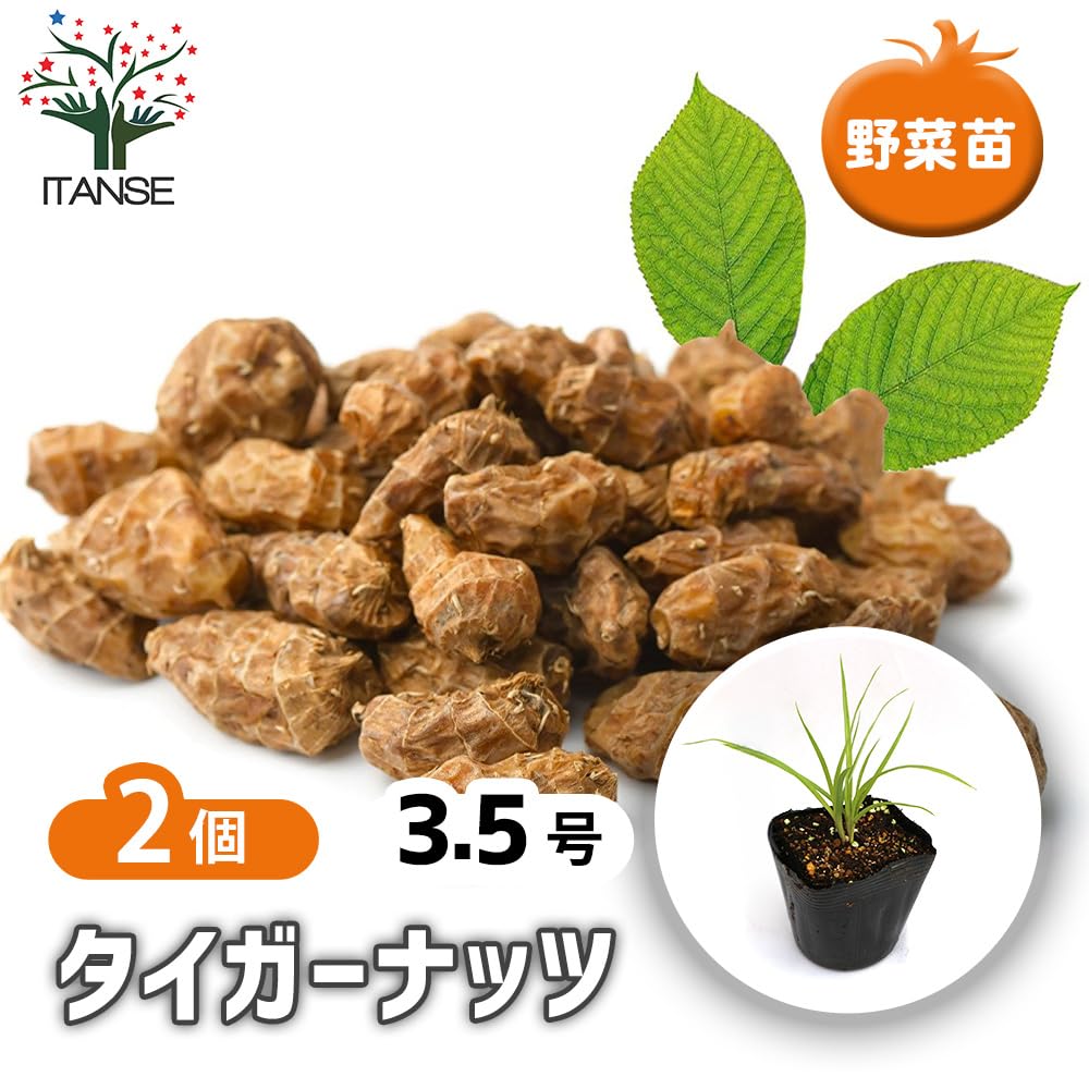 種子　タイガーナッツ　15粒　自宅栽培　無農薬　五百円 Amazon.co.jp: ITANSE タイガーナッツの苗 3.5号 2個セット 野菜