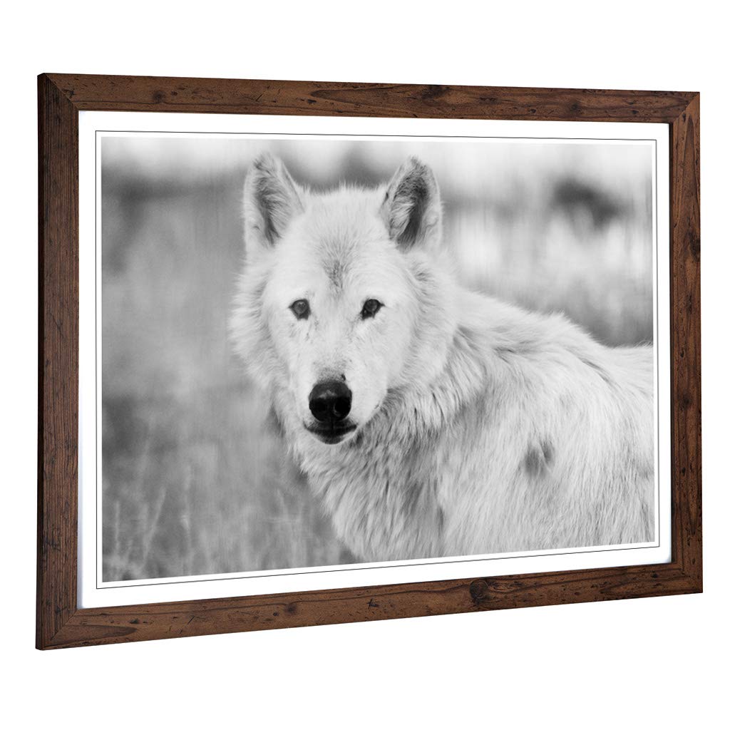 Big Box Art Framed Print of White Wolf (2) Design | Wall Art Picture | Home Decor for Kitchen, Living, Dining Room, Lounge, Bedroom, Hallway, Office, Walnut, A2 / 24.5x18 Inch / 62x45cm