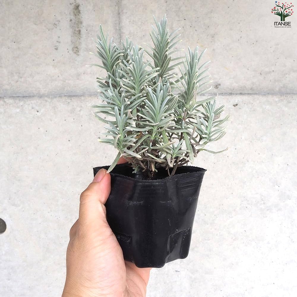 Amazon.co.jp: ITANSE ラベンダー シルバーサンド 3号ポット 3個