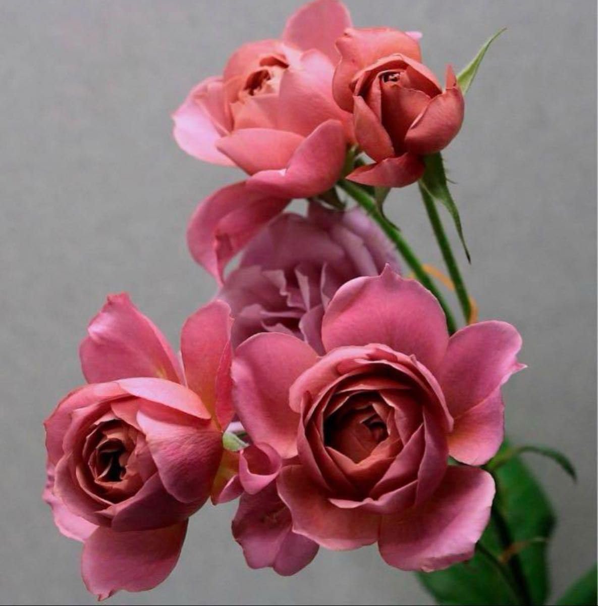 和バラ薔薇☆強香☆強健☆四季咲き☆薔薇苗☆バラ☆