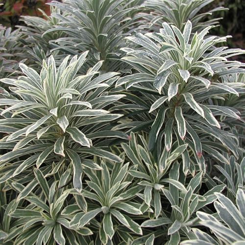YouGarden Euphorbia Silver Edge Hardy Evergreen Plant Established yougarden-euphorbia-silver-edge-hardy-evergreen-plant-established