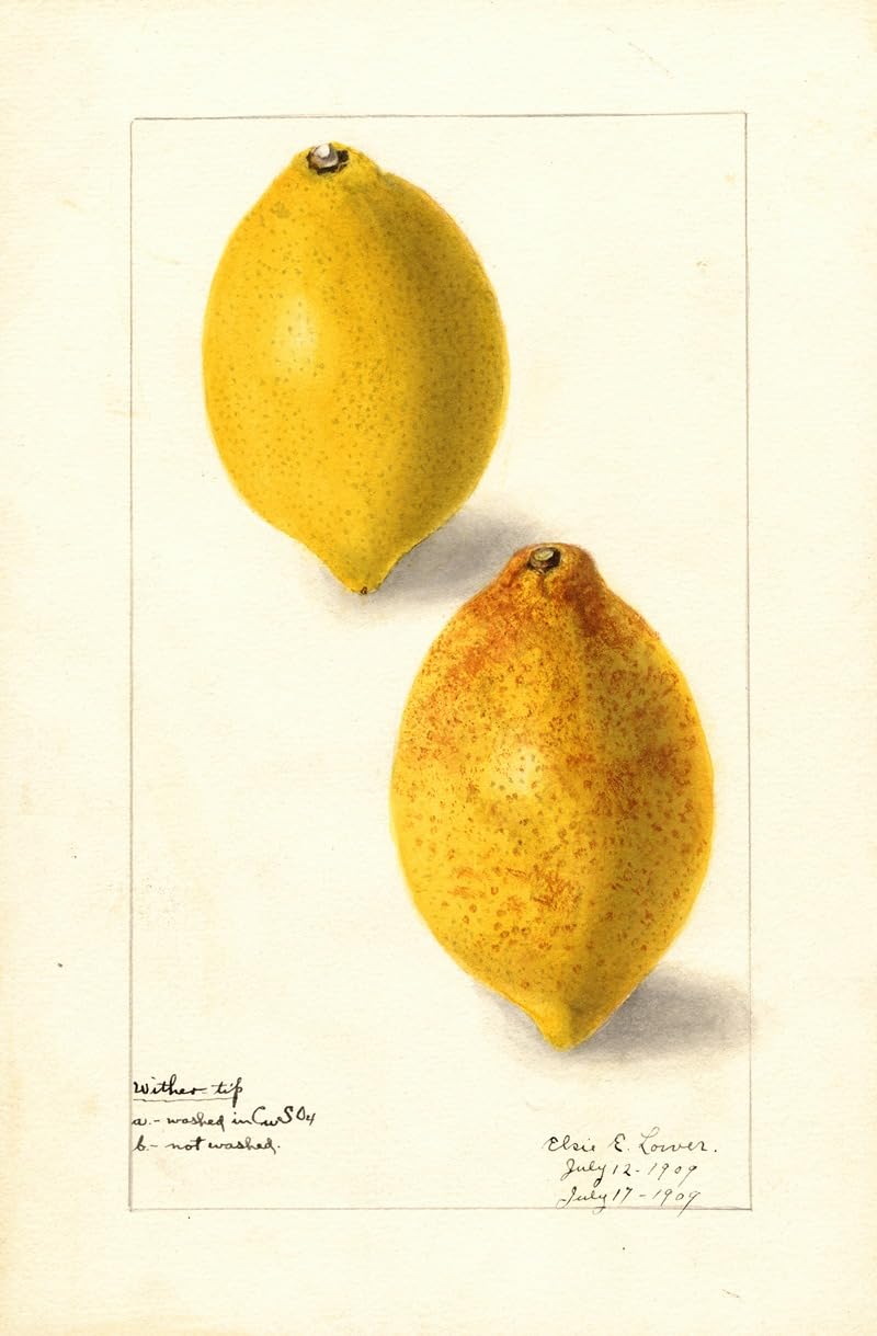 レモン様 Amazon.com: Citrus limon (1909) Poster Print by Elsie E. Lower (24