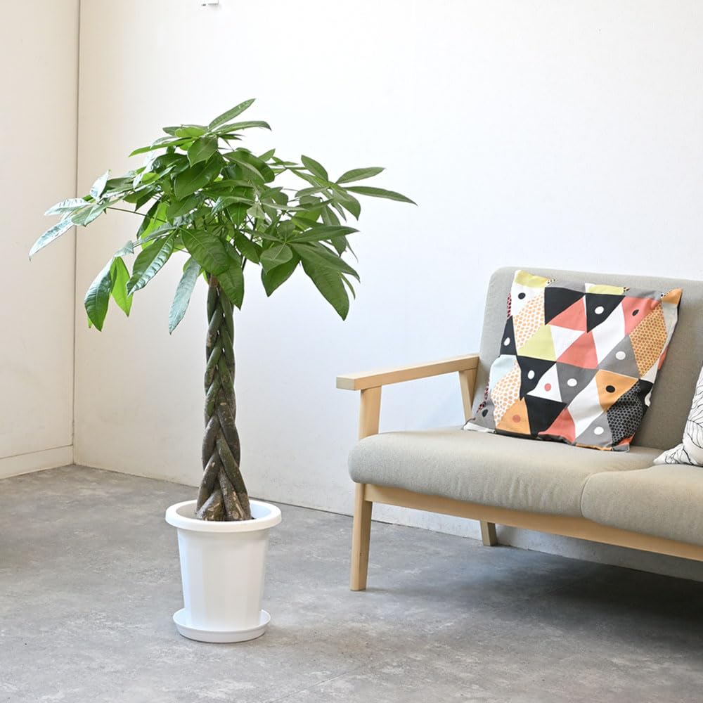 Amazon｜観葉植物 本物 パキラ 8号鉢｜観葉植物 オンライン通販