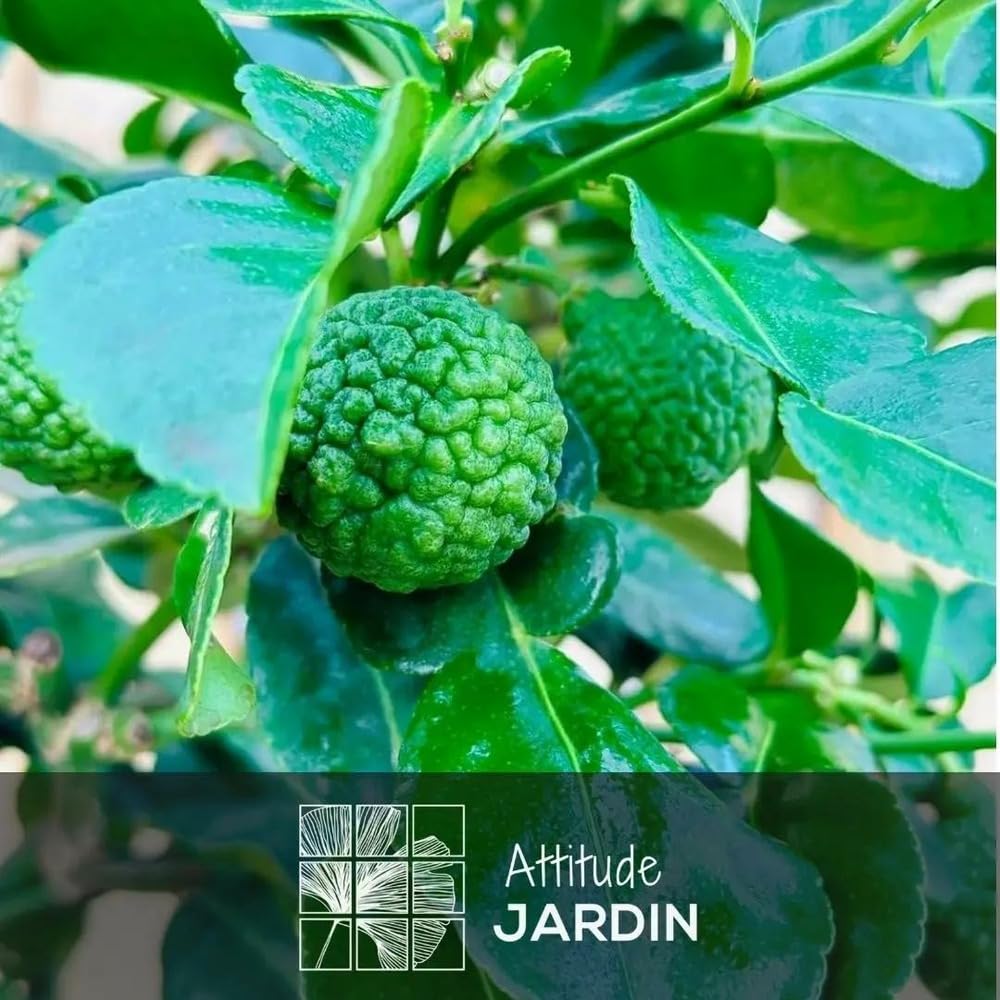 Attitude Jardin - Combava - citrus hystrix - agrume méditerranéen - arbre fruitier - 110-120 cm - ⌀ 24 cm