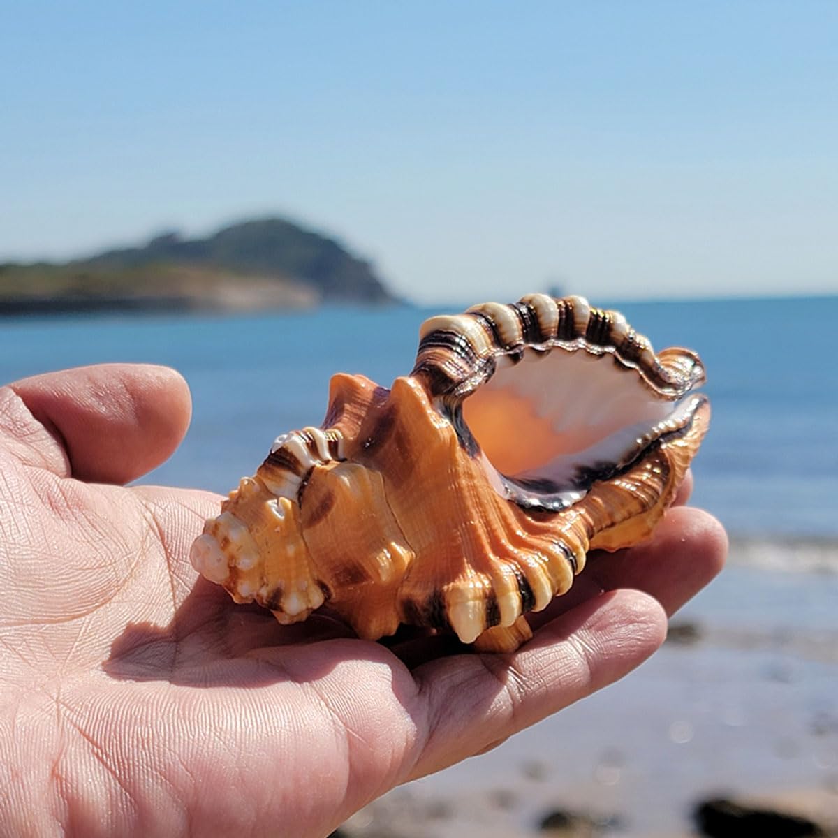 Grandi conchiglie marine, Conchiglia naturale, Decorazioni FishTank, conchiglie naturali Super Conch Elephant Snail for decorazioni for matrimoni, feste a tema spiaggia, decorazioni for la casa, artig