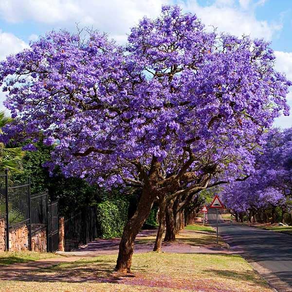 Amazon.com : Brighter Blooms Jacaranda Tree, 4-5 ft. | No Shipping