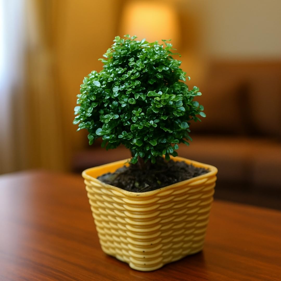 ibains Beautiful Kamini Table Bonsai | Compact Indoor Plant | With Self-Watering Pot | With Pot (Pack Of 1)-image-10