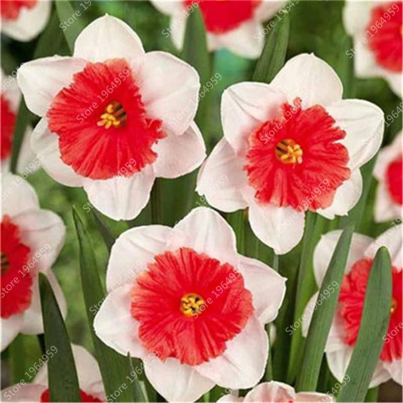 Découvrez les graines de fleurs vivaces à semer pour un jardin fleuri Découvrez les graines de fleurs vivaces à semer pour un jardin fleuri