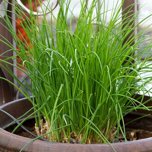 Set 5 Chives Live Plants 2-5 Inches, Hardy Garlic Chives, Heirloom Leeks Plants Ready to Grow Outdoor