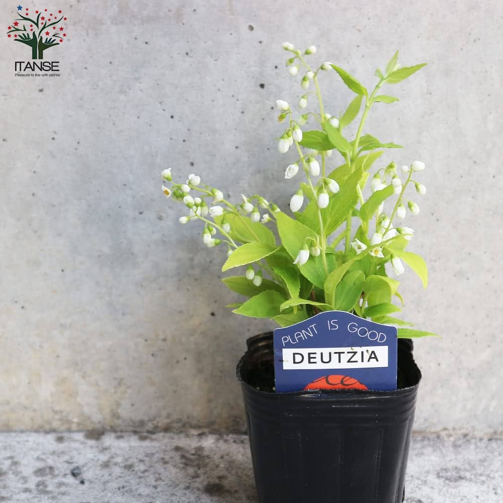 Amazon｜ヒメウツギ ライムシャンデリア 3号ポット 1個売り