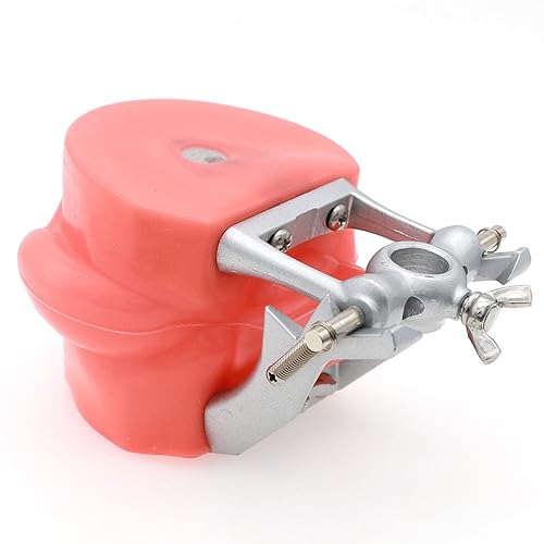 Miniatura 4 de Modelo de Typodont dental compatible con Kilgore Nissin 28 dientes extraíbles y mejilla de simulación para estudio de enseñanza (M11+mejilla de