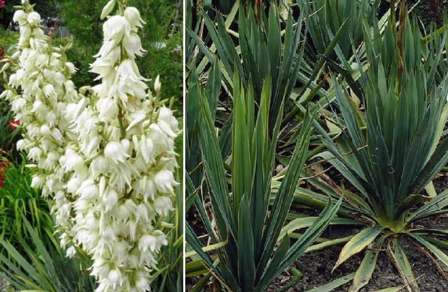 Yucca Filamentosa "Adam's Needle" 20+ Seeds UK Hardy Same Day Dispatch