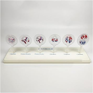 Biological Cell Models, Animal Cell Meiosis Model, 12 Parts Medical Science Anatomy Cell and Mitosis Model Set, for Biology Science Education Demonstration, Lab Supplies