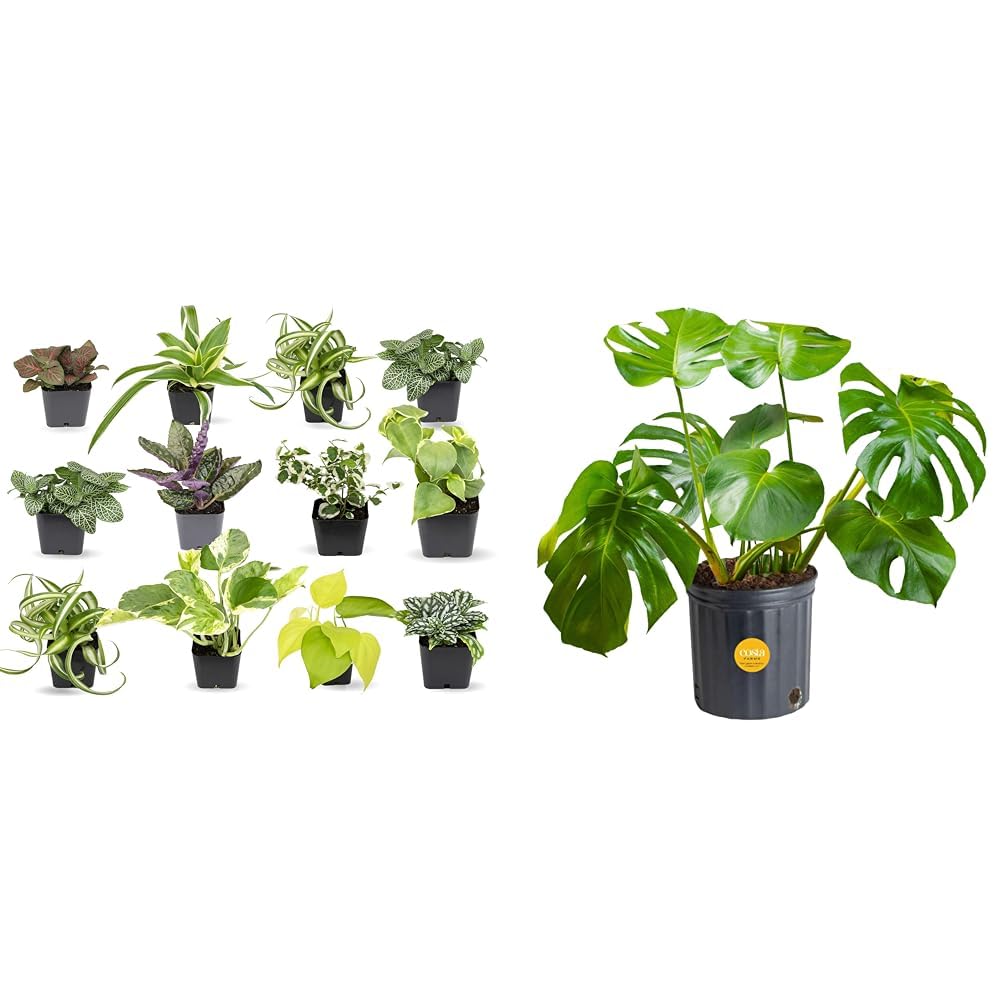 Amazon.com : Easy to Grow Houseplants (12 Pack) Live House Plants