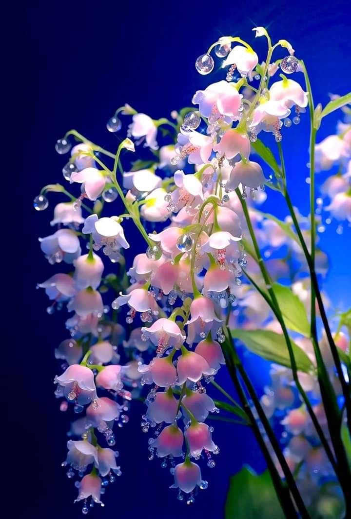 Rare Lily of The Valley for Planting UK, Hardy Perennial, Excellent Display, Mix Greening Flower, Natural Organic, Wedding, Balcony Garden-6 Bulbs-C — image 1