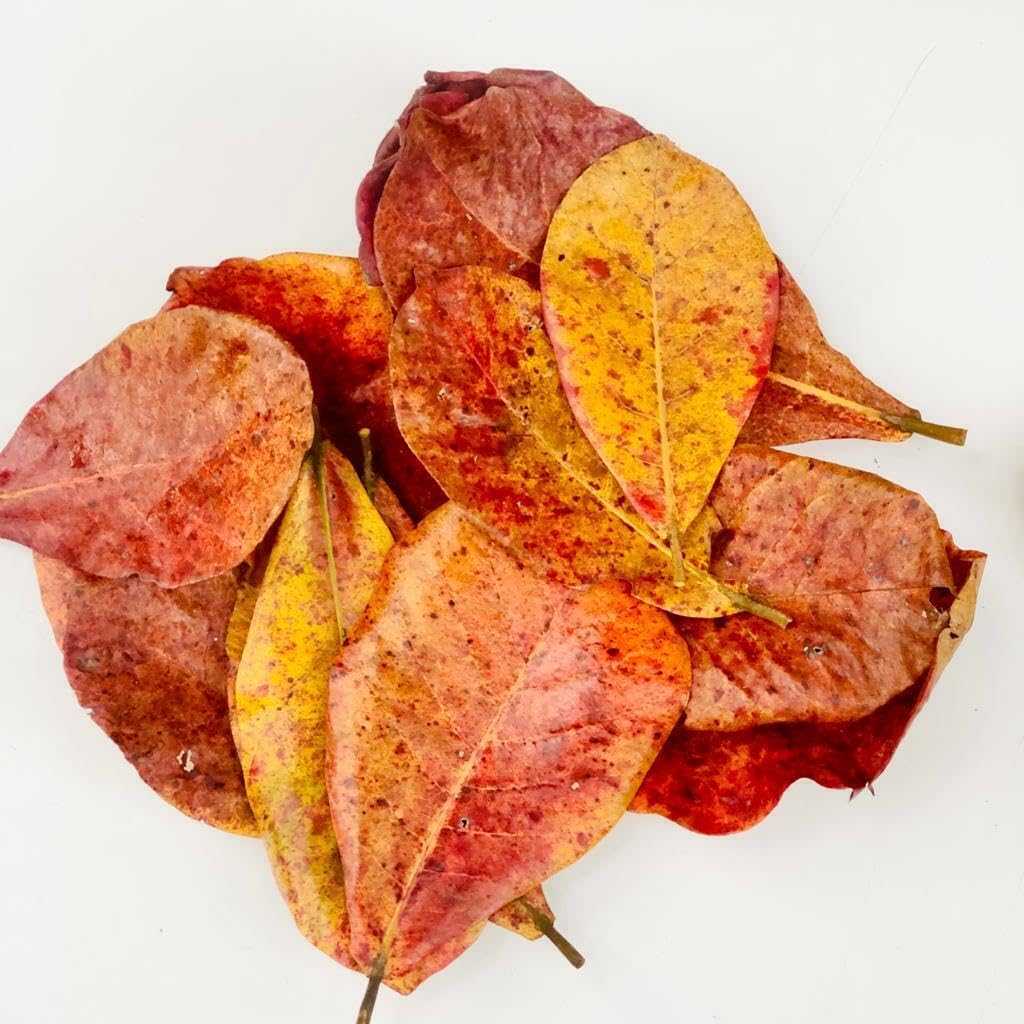 See full amazon price history chart for Dry Almond Leaves for Aquarium Purposes (20 Pieces) Dry Almond Leaves for Aquarium Purposes (20 Pieces) (B0CM4D22DC) Amazon Price History, Amazon Price Tracker